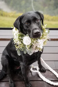 dolly-black-lab-floral-collar-wilderness-lodge-summersville-147