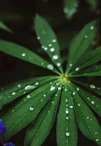 opulent-natural-health-water-droplets-on-green-leaves
