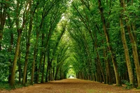 tall-trees-by-the-road-with-fallen-leaves-13742590