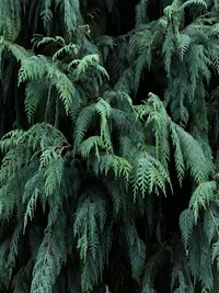 Dense green coniferous tree branches filling the frame in a forest