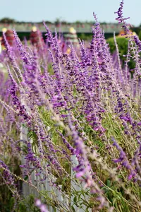 vibrant-mexican-sage-in-full-bloom-outdoors-34142079