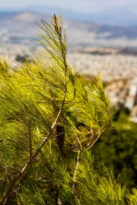 close-up-of-pine-tree-branch-with-city-background-34184422