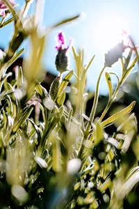 french-lavender-flowers-selective-focus-photography-at-daytime-1088746