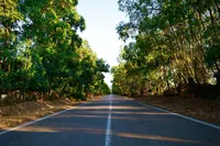 a-long-asphalt-road-between-green-trees-12905642