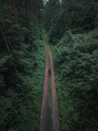 person-in-a-red-jacket-walking-through-a-forest-25492074