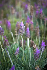 close-up-of-lavender-flowers-14857434