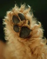 paw