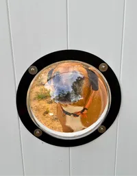 A close-up view of a brown and white dog looking through a clear acrylic pet peek window installed in a solid white vinyl privacy fence in Maryland.