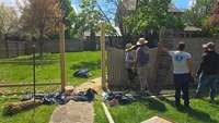 A crew of Blue Crab workers safely lifting and removing a massive, rotting section of an old wooden privacy fence during a replacement project in the Baltimore Metro area.