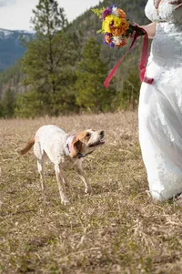 Dog runs beside the bride during their wedding day.