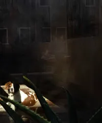 doginwindow