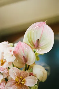 T-A-Kohl-Mansion-Wedding-Photo-SO-a2