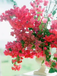 StellaYangPhotoHawaiiKualoarancheditorial124