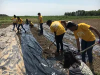 Copy of The crew weighs down the garden tarp