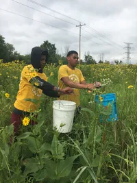 Copy of Rhyder and Dwayne cut off the seed heads of cattails