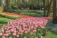 ama TulipTime_ss_73779124_Keukenhof_Holland_gallery