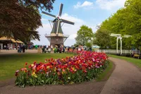 Ama Tulips Keukenhof Gardens