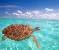 Sea Turtle in Caribbean