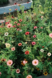 DSCF4332