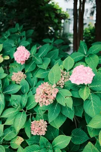 DSCF4287