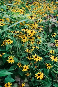 DSCF4284