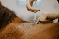idala-hastklinik-injektion
