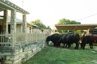 A film photo of a father and son feeding their cattle over the fence in their yard