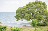 Wedding ceremony setup in front of the Chesapeake Bay with a large shade tree over rows of white chairs