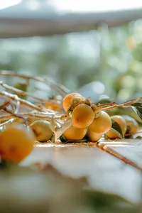 fresh-loquat-fruit-branch-closeup