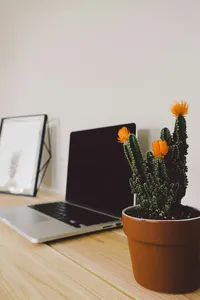 boho-shot-of-cactus-and-laptop