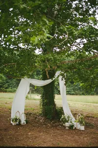 green foliage and tree canopy - Photograph of leafy tree branches and natural greenery overhead