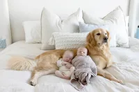 Golden retriever lying beside newborn twins on a bed