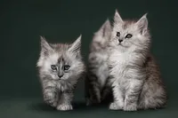 botanical-paws-maine-coon-kittens-silver-tabby-pair-green