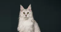 botanical-paws-maine-coon-white-silver-queen-dark-background_landscape