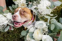 Pittsburgh-Wedding-Planners-Mack-and-Jack-Events156