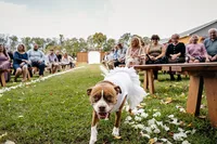 Pittsburgh-Wedding-Planners-Mack-and-Jack-Events151