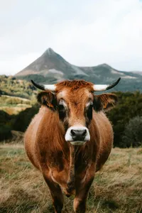 pexels-matreding-18827685