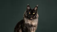 botanical-paws-maine-coon-silver-tabby-ohio-studio-2_landscape