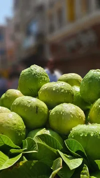 fresh-green-guava-fruit-pile