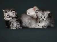 botanical-paws-maine-coon-kittens-silver-tabby-litter-green