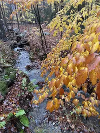Wooded brook surrounded by golden autumn foliage at Brookside Retreat
