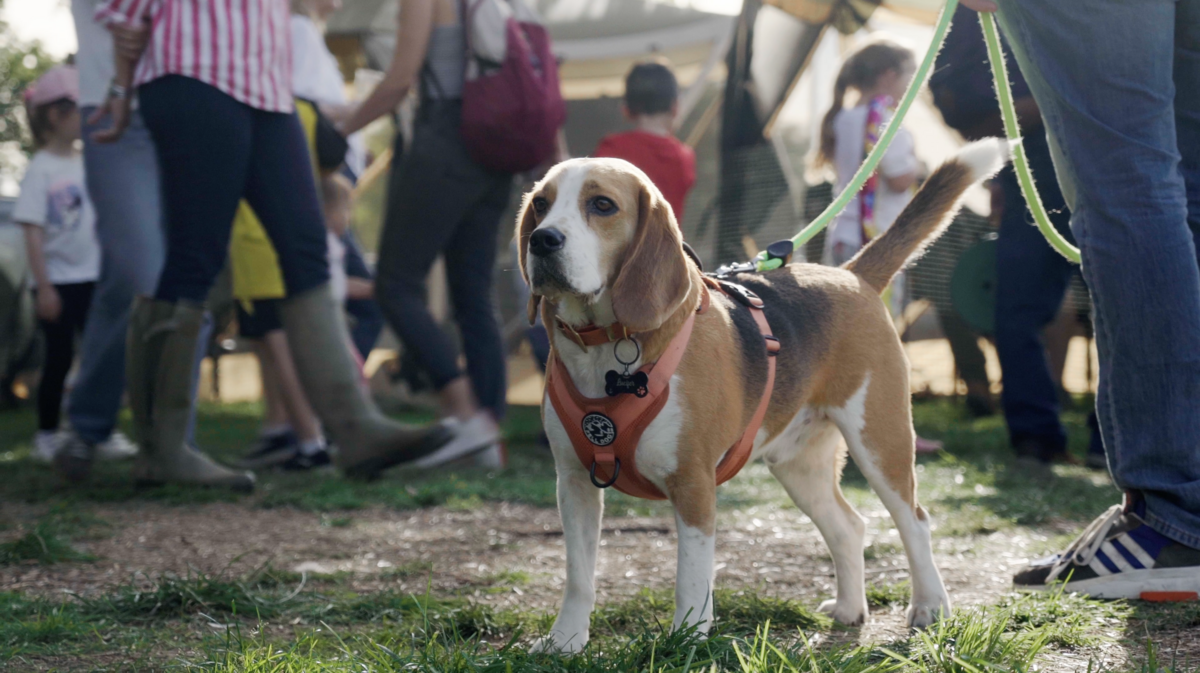 A beagle at the show