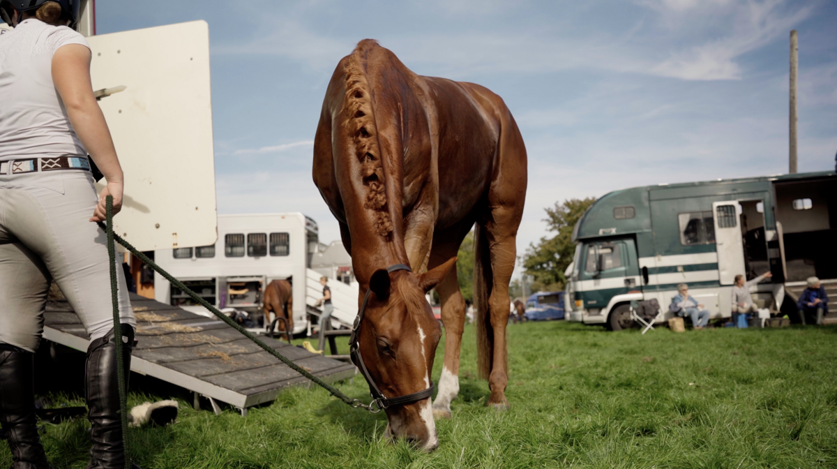 A horse grazing by the horseboxes