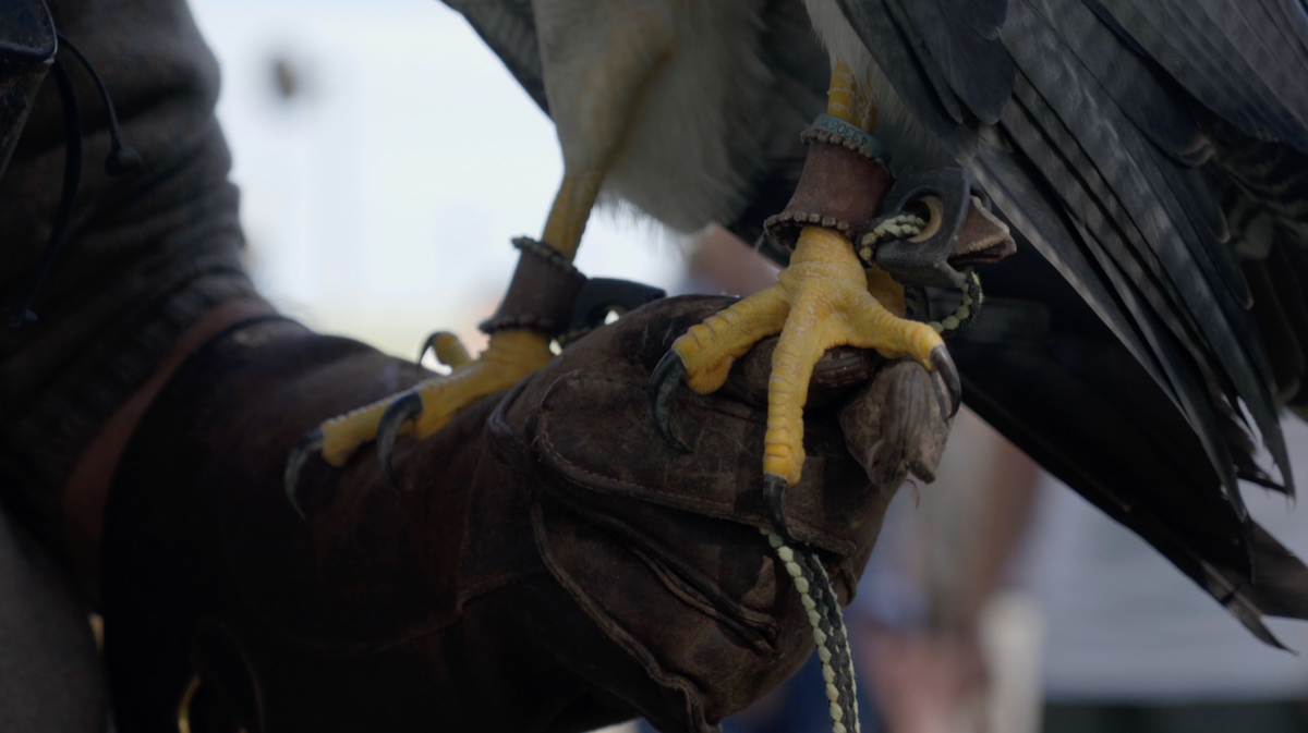 A falcon on the glove