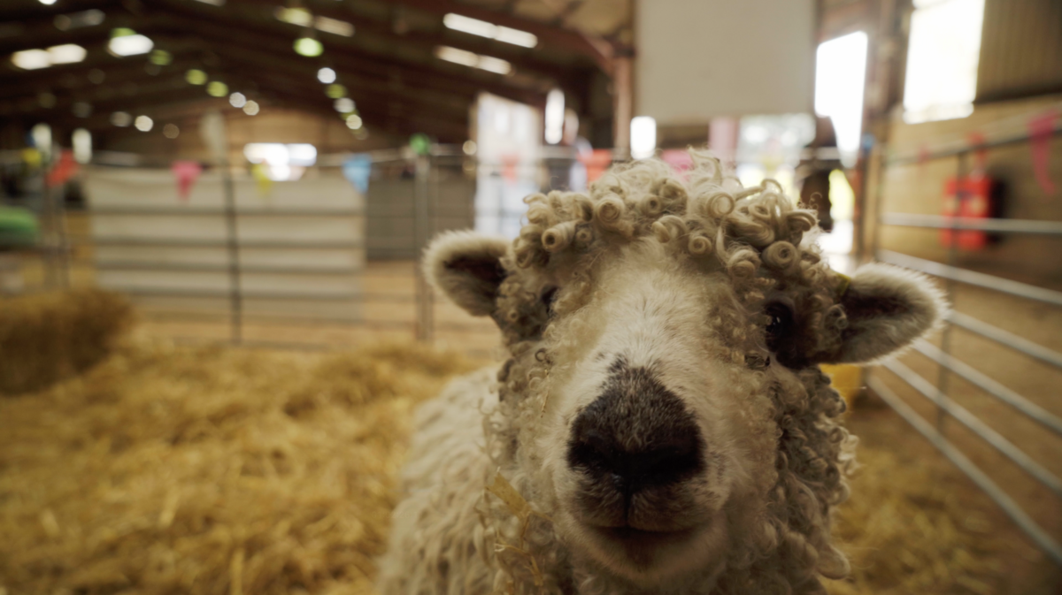 A curly fleeced sheep