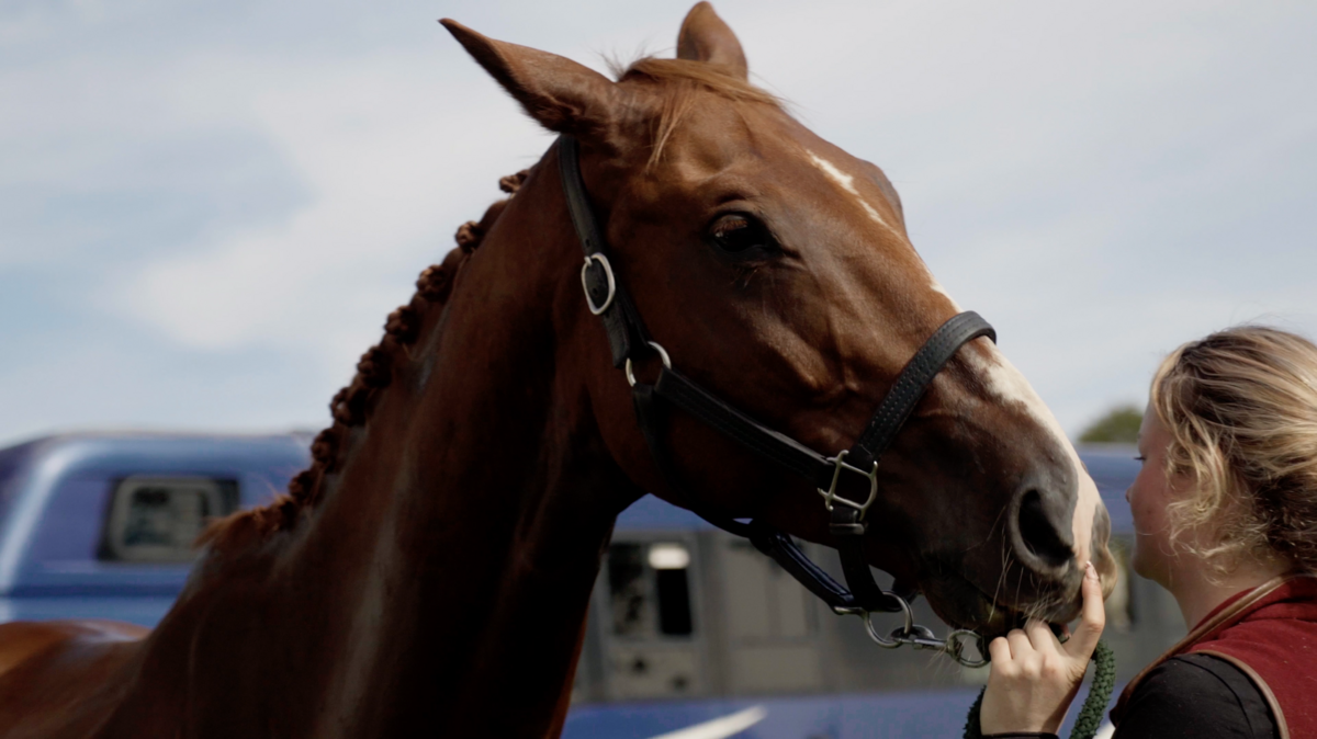 A horse with its handler