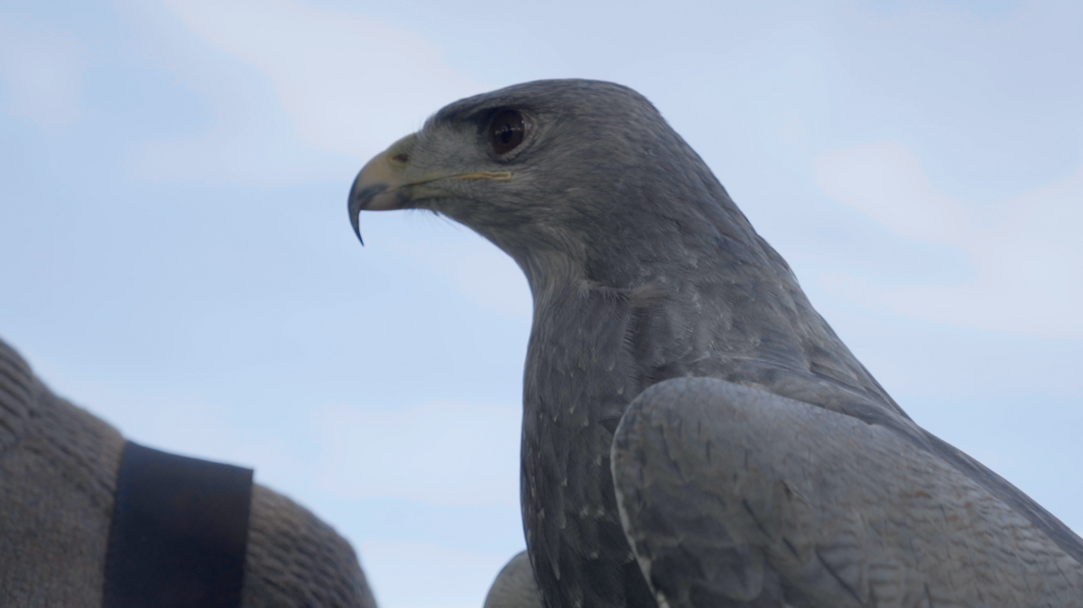 A hawk at the falconry display