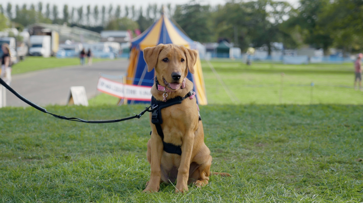 A labrador puppy at the show