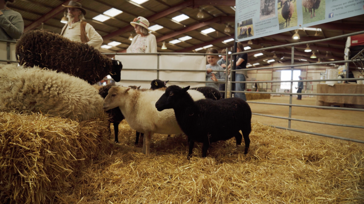 Sheep in the show barn
