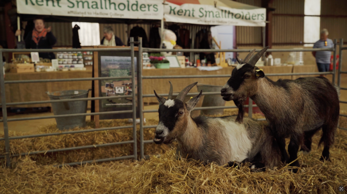 Goats at the Kent Smallholders stand